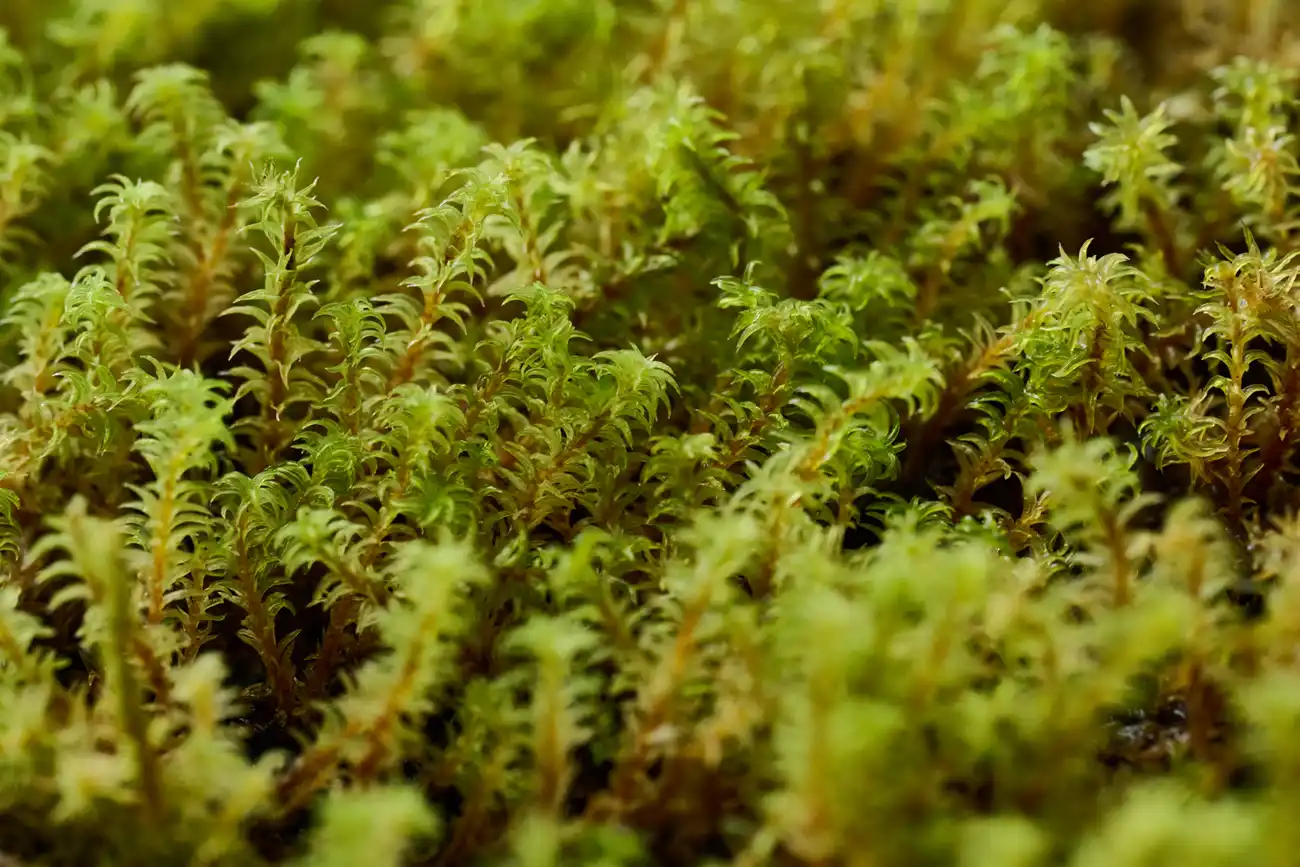 スナゴケの写真